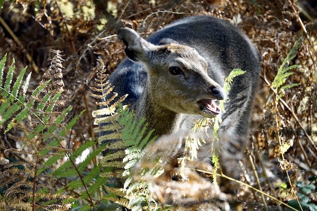 sika deer